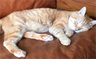 猫睡觉会抽搐是什么原因啊