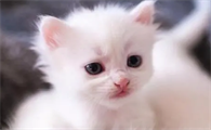 猫胸腔震动发出低沉马达声