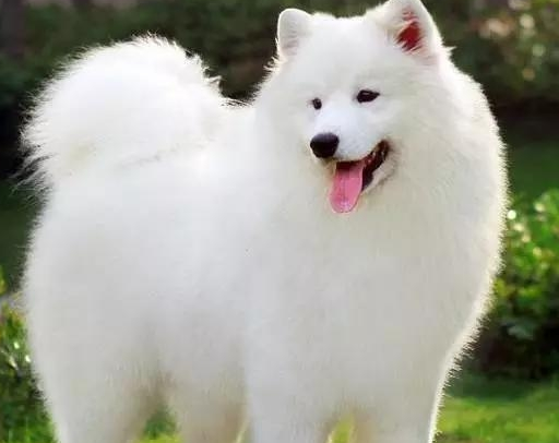 萨摩耶犬的基本特征优缺点 萨摩耶犬的基本特征优缺点