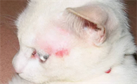 猫藓开始脱皮是要好了吗