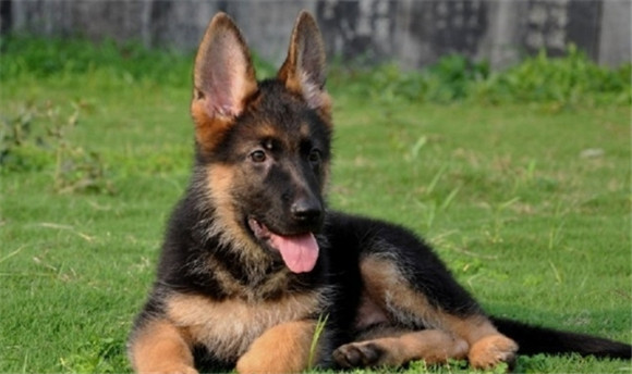 黑背犬适合家养吗