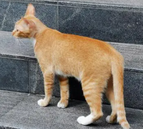 雀猫多少钱一只贵吗-宠物网