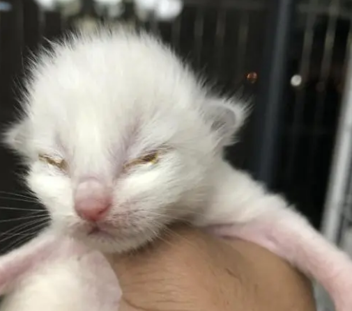10几天的小猫眼睛被眼屎粘住