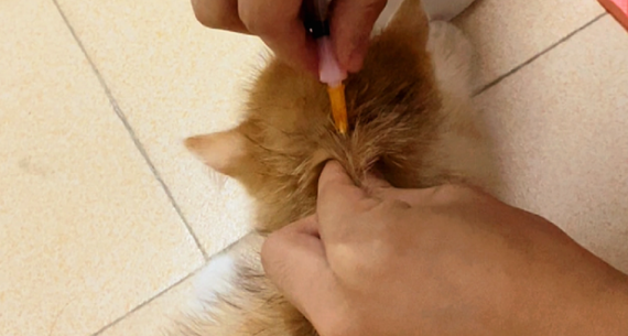猫一定要打疫苗吗