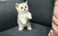 fipv是猫的什么疾病