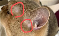 猫藓没有绿色荧光是不是好了