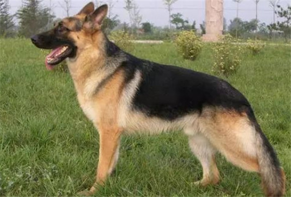 北京军犬繁育训练基地 北京军犬繁育训练基地
