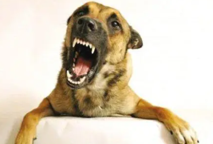 禁养犬一定不能养吗