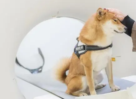 狗狗如何回奶最快最有效 狗狗如何回奶最快最有效