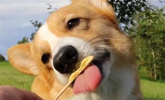 小短腿大萌眼,柯基犬的优缺点全解析! 小短腿大萌眼,柯基犬的优缺点全解析!