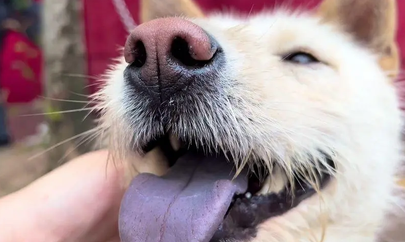 黄狗白面全黑舌头表情包