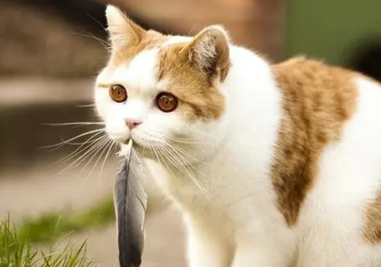 猫咪受委屈的十大表现 猫咪受委屈的十大表现