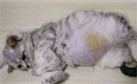 22天连花清瘟治疗猫传腹