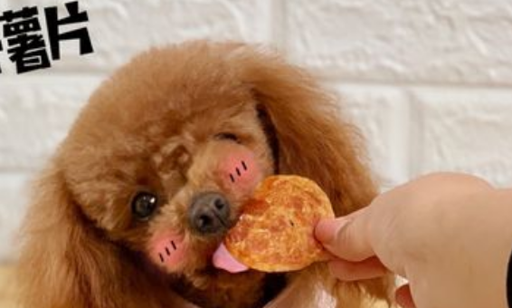 狗可以吃薯片吗