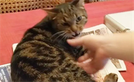 猫突然不让摸了