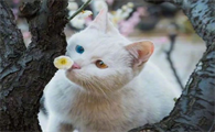 猫仙转世为人的特征