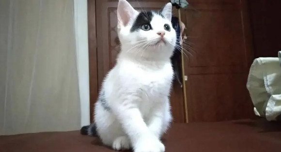 把自己家的猫送人好不好 把自己家的猫送人好不好