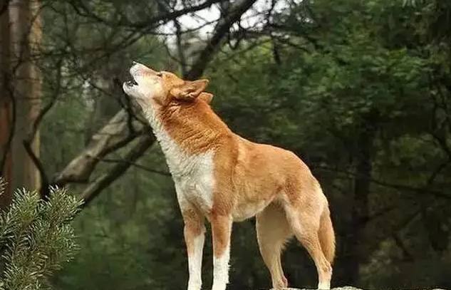 狗看见鬼会保护主人吗