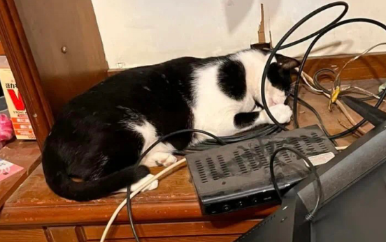 猫把电视摔坏了,又买了一台,送货小哥笑称:业绩全靠猫 猫把电视摔坏了,又买了一台,送货小哥笑称:业绩全靠猫