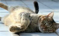 把猫摔在地上开始抽搐