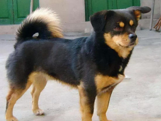 极品中华四眼犬的特征