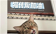 22天连花清瘟治疗猫传腹