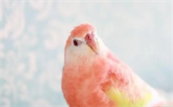秋草鹦鹉好养吗