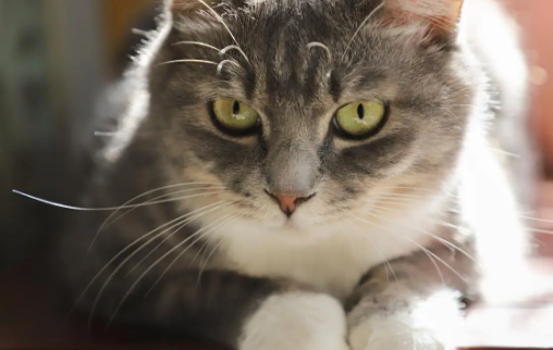 20种猫咪的优缺点大公开：哪款猫咪最适合你？