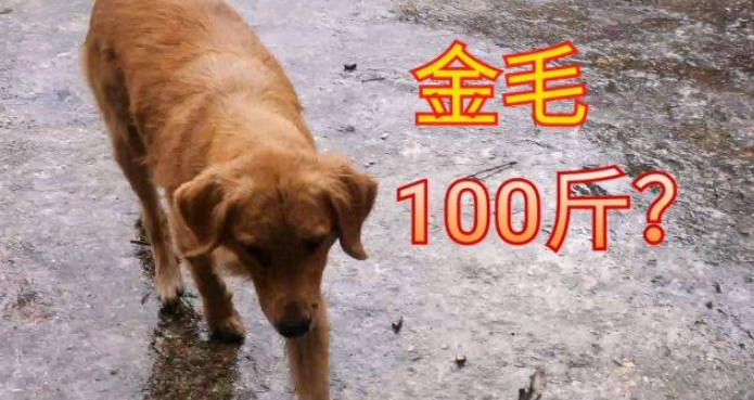 100斤的狗有多大 100斤的狗有多大