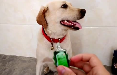 狗狗闻风油精会中毒吗