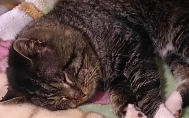 流浪猫咪被举报…居民：“它一天炫八顿！”