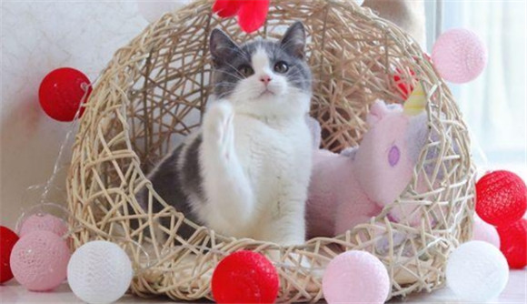 白脚猫好不好 白脚猫好不好