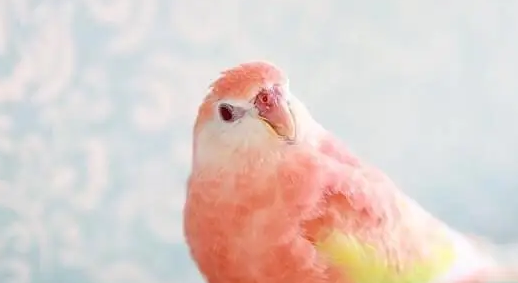 秋草鹦鹉好养吗