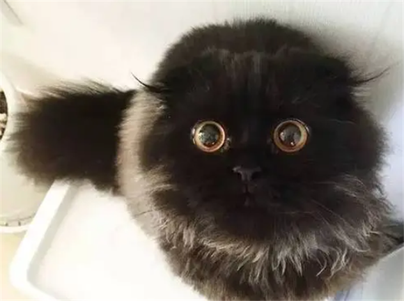 长的像煤球的猫 长的像煤球的猫