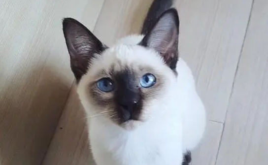 适合新手养的8种猫咪,第4种简直就是天使猫,有你喜欢的吗? 适合新手养的8种猫咪,第4种简直就是天使猫,有你喜欢的吗?