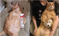 75%酒精能杀死猫瘟病毒吗