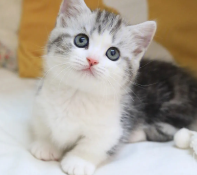 矮脚中华雀猫稀有吗 矮脚中华雀猫稀有吗