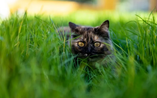 养猫家庭的绿植选择 养猫家庭的绿植选择
