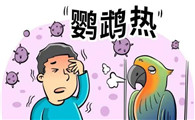 疾控科普丨“学舌鹦鹉”虽有趣,也要注意饲养安全哦!