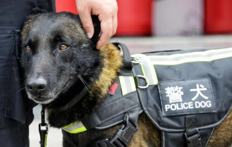 警犬领养条件和费用