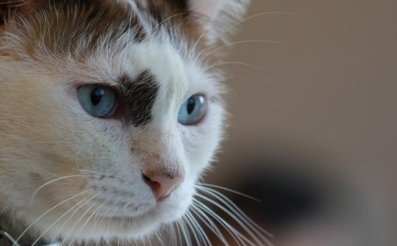 猫须需要剪吗 猫须需要剪吗