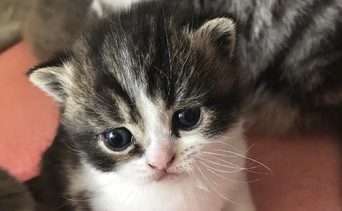 20天的小猫会自己排便吗