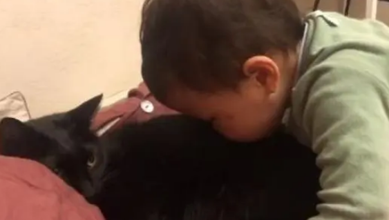 小小年纪就吸猫,小主人抱着猫咪狂吸,一脸满足的表情把人笑翻 小小年纪就吸猫,小主人抱着猫咪狂吸,一脸满足的表情把人笑翻