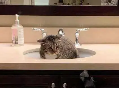 主人帮救助站暂时照顾流浪狗,猫咪醋意大发,躲进洗手间暗自伤神 主人帮救助站暂时照顾流浪狗,猫咪醋意大发,躲进洗手间暗自伤神