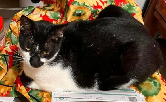 猫把电视摔坏了,又买了一台,送货小哥笑称:业绩全靠猫 猫把电视摔坏了,又买了一台,送货小哥笑称:业绩全靠猫