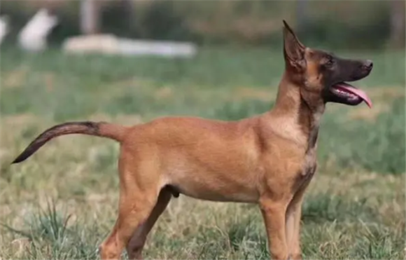比利时犬是马犬吗 比利时犬是马犬吗