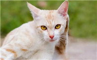 猫消瘦的原因有哪些？