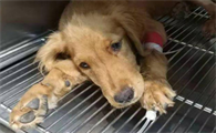狗狗细小在家里最有效的治疗方法