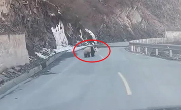 男子公路上偶遇大熊猫,称比中奖还开心,官方提醒:别打扰它 男子公路上偶遇大熊猫,称比中奖还开心,官方提醒:别打扰它