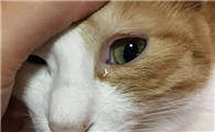 猫眼睛流泪是怎么回事